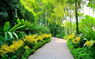 Картинка Сингапур, дорожка, кусты, деревья, аллея, Botanic Gardens, зелень, сад