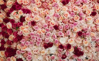 Картинка розы, pink, red, color, roses