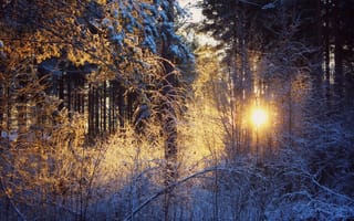 Обои солнце, закат, зима, лес, снег