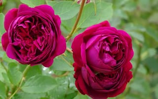 Картинка Розы, Flowers, Pink roses, Roses, Розовые розы