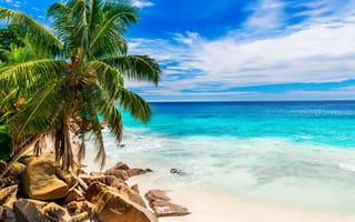 Обои summer, shore, tropical, paradise, palms, пляж, sea, песок, beach, пальмы, море, sand, берег