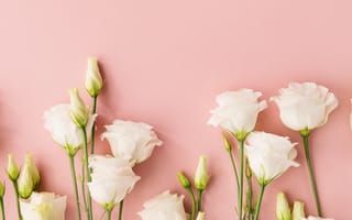 Картинка цветы, розовый, белые эустомы, эустома