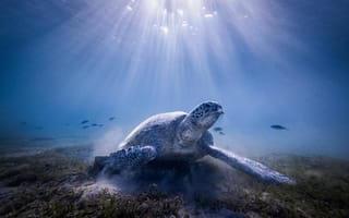 Картинка море, свет, черепаха, под водой, океан, вода