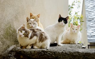 Картинка коты, взгляд, группа, лето
