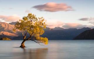 Картинка Новая Зеландия, облака, дерево, Отаго, Ванака, горы, озеро, птицы
