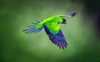 Картинка Nandayus nenday, полёт, черноголовый аратинга, Черноголовый попугай, птица, Nanday parakeet