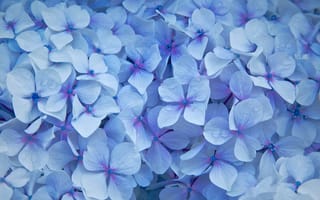 Картинка Гортензия, лепестки, цветы, голубые, капельки