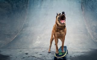 Картинка друг, скейтборд, собака