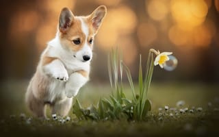 Картинка цветок, корги, собака