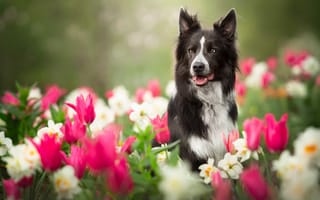 Картинка цветы, нарциссы, размытость, тюльпаны, сад, собака, Бордер-колли