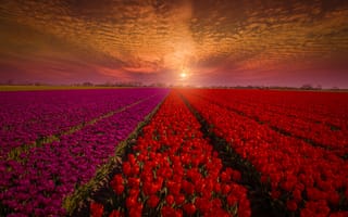 Картинка Голландия, природа, небо, бутоны, поле, цветы, красные, тюльпаны, закат