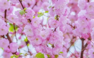 Обои вишня, blossom, цветение, sakura, bloom, japanese, cherry, сакура