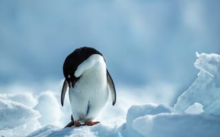 Картинка холод, снег, зима, пингвин