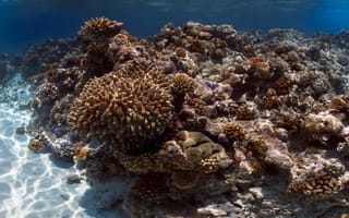 Картинка море, Кораллы, рифы