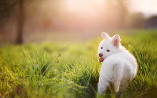 Картинка Щенок, трава, белая, лето, собака