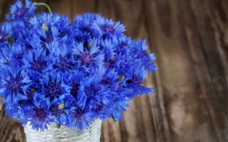 Картинка цветы, синий, букет, васильки