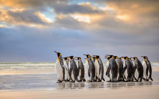 Картинка Королевские пингвины, пляж, Фолклендские острова, Атлантический океан