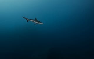 Картинка акула, море, под водой, хищник, глубина