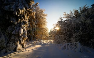 Картинка Германия, солнце, свет, лес, зима, лучи, земли Гессен, Февраль, снег, блики
