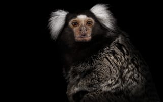 Картинка monkey, coat, look