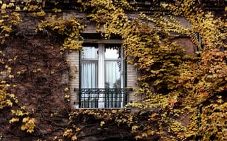 Картинка Париж, плющ, осень, Окно