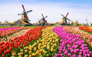 Картинка colors, mills, tourists, birds, tulips