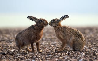 Картинка природа, зайцы