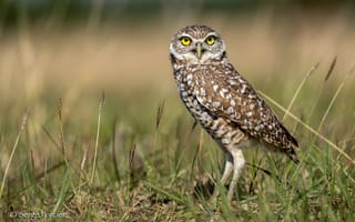 Картинка зелень, трава, сова, природа, боке, птица, солнце, Burrowing Owl