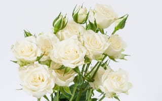 Картинка розы, белые, бутоны