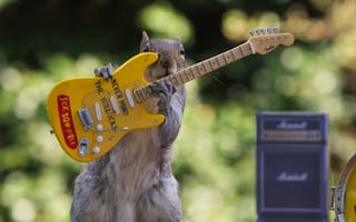 Картинка Sex Squirrels, гитара, белка, концерт