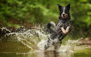 Картинка Australian Cattle Dog, вода, брызги