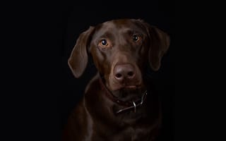 Картинка портрет, чёрный, собака