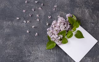 Картинка цветы, flowers, lilac, сирень, spring