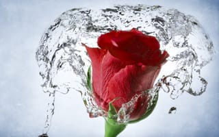 Картинка бутон, роза, макро, вода