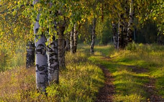 Картинка лес, дорога, березы, осень