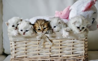 Картинка котята, плюшевый мишка, малыши, корзина, игрушка