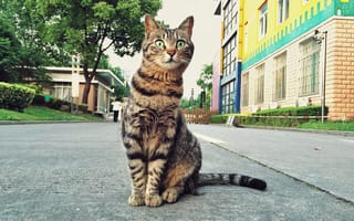 Картинка кот, улица, кошак, взгляд