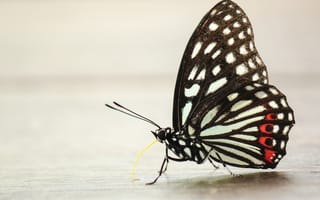 Картинка Butterfly, Insects, Boris Smokrovic