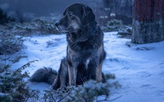 Обои собака, зима, снег, пёс