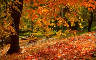 Обои Осень, Leaves, Autumn, Fall, Листопад, Листва