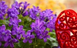 Картинка Колокольчики, Цветочки, Flowers, Фиолетовые цветы, Purple flowers