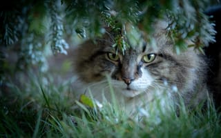 Картинка кошка, котейка, ветки, трава, взгляд, мордочка, кот