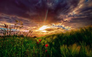 Обои небо, цветы, лучи, солнце, закат, поле, облака, трава, луг