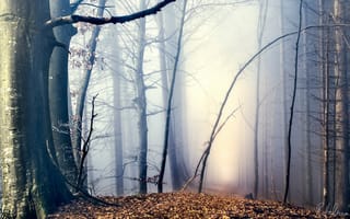 Картинка туман, природа, осень, лес