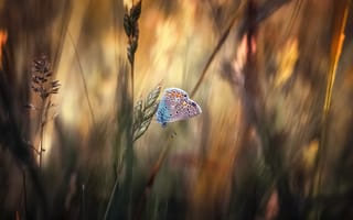 Картинка макро, бабочка, трава, метелик