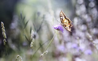 Картинка бабочка, лето, цветы