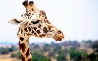 Картинка Природа, Жираф, Животное, Африка