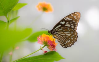Картинка цветок, butterfly, бабочка