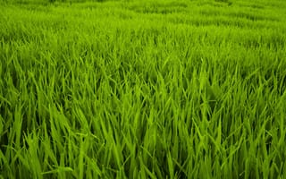 Картинка трава, природа, зеленый, plants, grass, nature, растение, флора