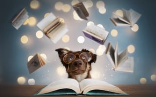Картинка друг, книги, собака